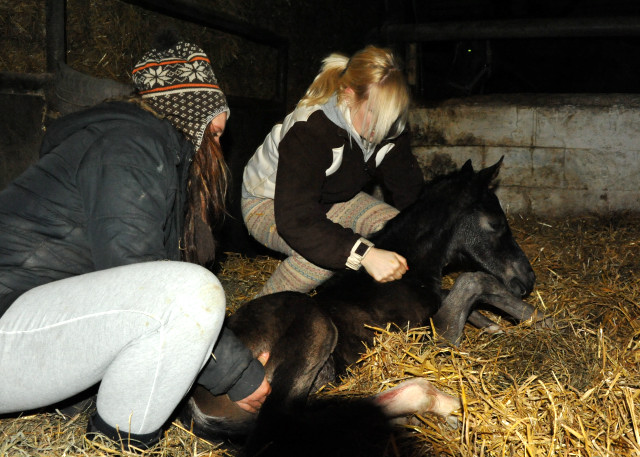 Trakehner colt by Saint Cyr out of Championmare Greta Garbo by Alter Fritz, Gestt Hmelschenburg - Beate Langels