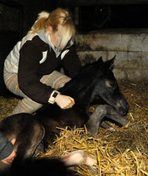 soeben geboren: Hengstfohlen von Saint Cyr u.d. Greta Garbo, Foto: Beate Langels - Gestüt Hämelschenburg