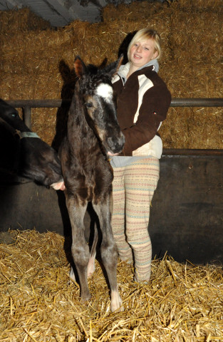 Trakehner colt by Saint Cyr out of Championmare Greta Garbo by Alter Fritz, Gestt Hmelschenburg - Beate Langels