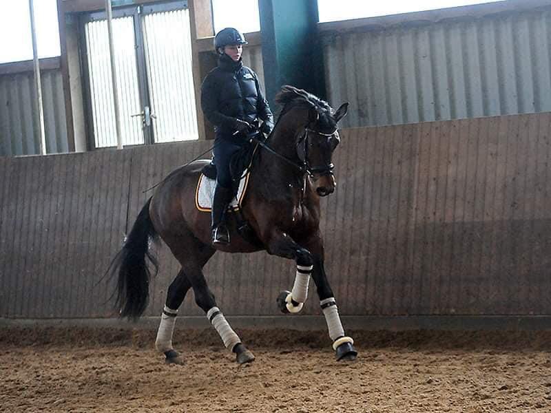 4jhriger Trakehner Hengst Karakallis v. High Motion  - Foto: Rost - Trakehner Gestt Hmelschenburg