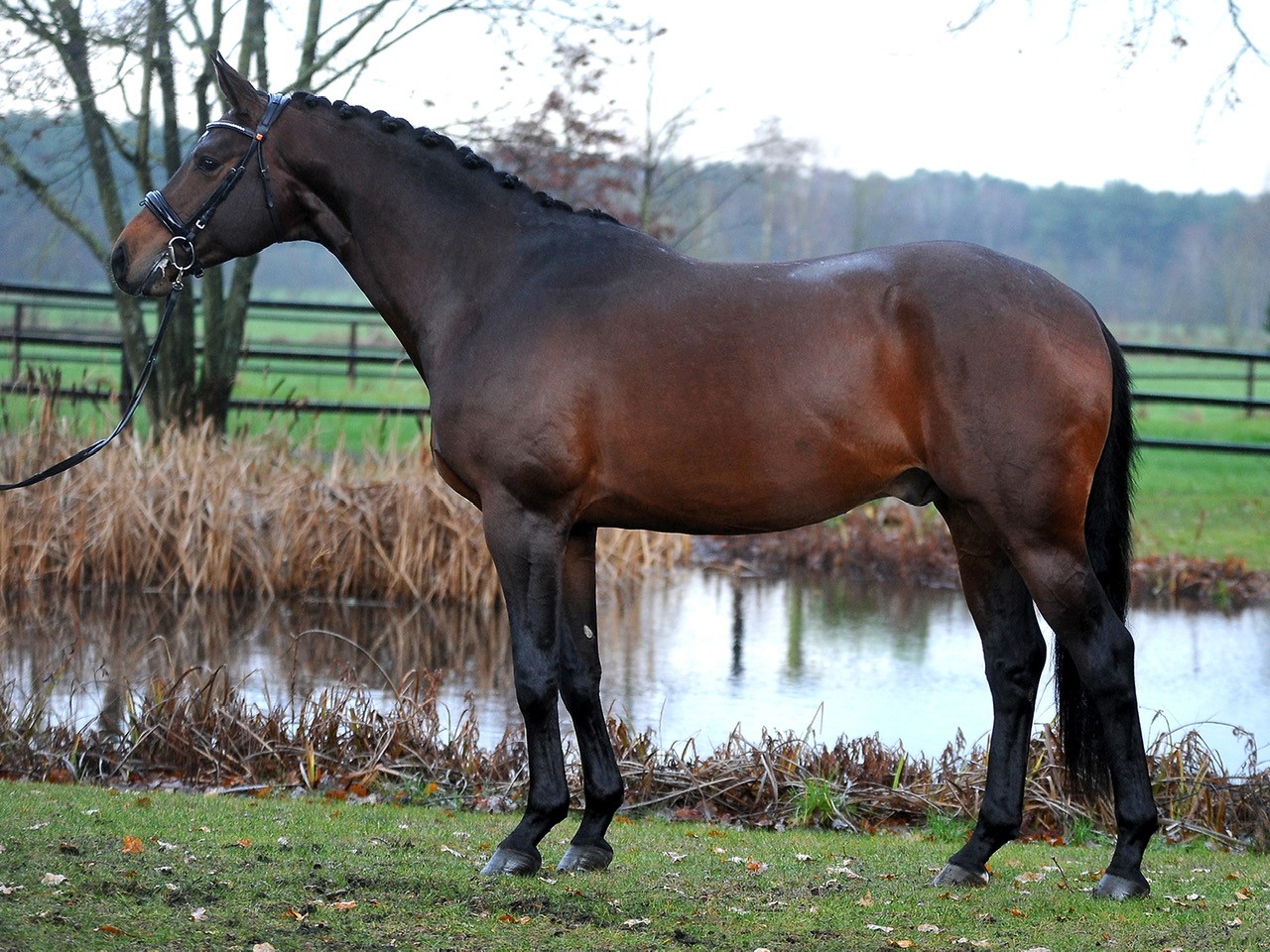 4jhriger Trakehner Hengst Karakallis v. High Motion  - Foto: Rost - Trakehner Gestt Hmelschenburg