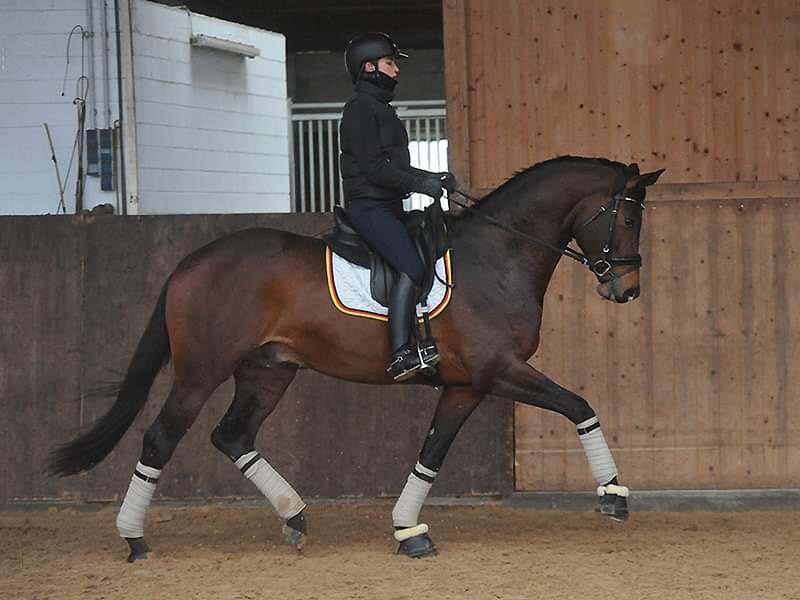 4jhriger Trakehner Hengst Karakallis v. High Motion  - Foto: Rost - Trakehner Gestt Hmelschenburg