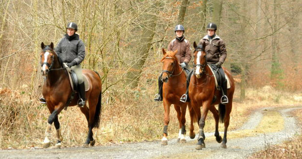 Goliath von Shavalou u.d. Guendalina v. Red Patrick xx - Foto: Beate Langels - Trakehner Gestt Hmelschenburg