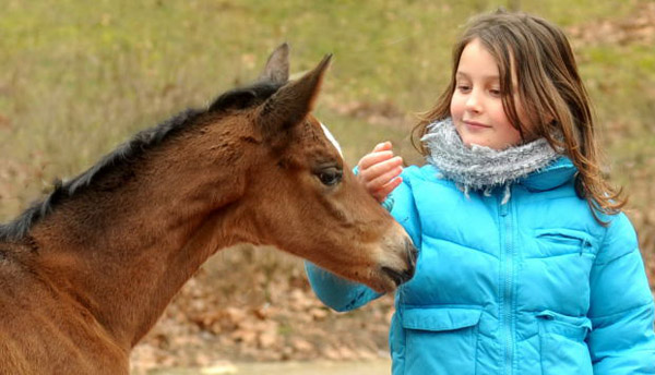 At the age of 18 hours: Trakehner Filly by Saint Cyr out of Pr.u.StPrSt. Karena by Freudenfest - Foto: Beate Langels - Trakehner Gestt Hmelschenburg