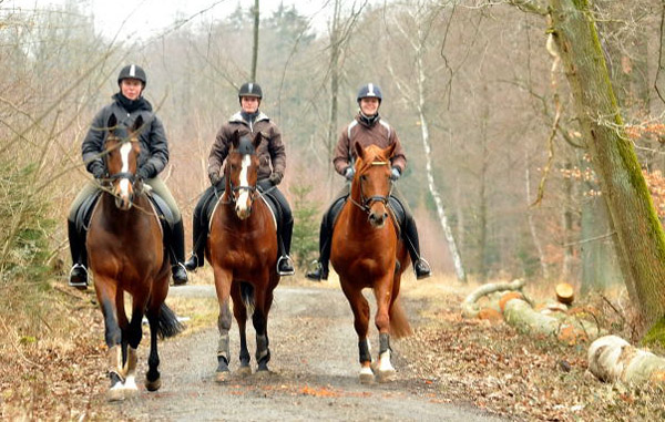 Freudenfest, Goliath and Rivergold - Foto: Beate Langels - Trakehner Gestt Hmelschenburg