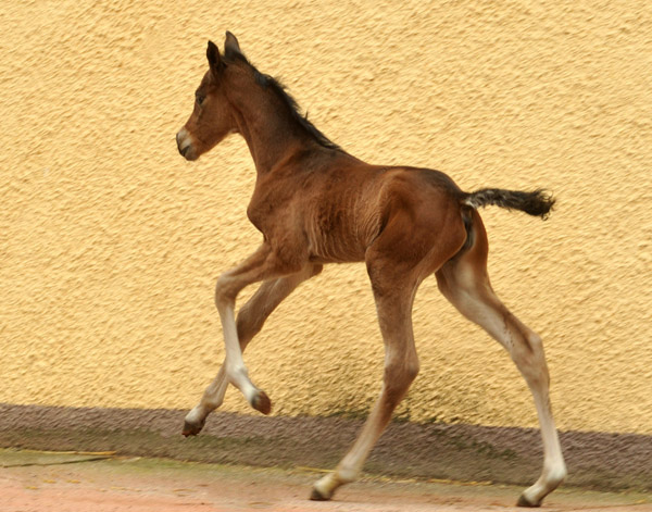 18 Stunden alt: Trakehner Stutfohlen von Saint Cyr u.d. Prmien- und Staatsprmienstute Karena v. Freudenfest - Foto: Beate Langels, Trakehner Gestt Hmelschenburg