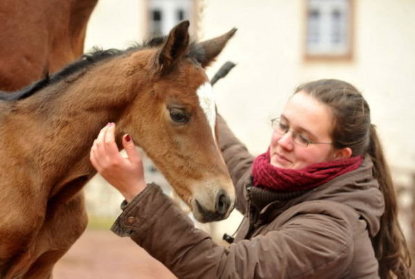 18 Stunden alt: Trakehner Stutfohlen von Saint Cyr u.d. Prmien- und Staatsprmienstute Karena v. Freudenfest - Foto: Beate Langels, Trakehner Gestt Hmelschenburg