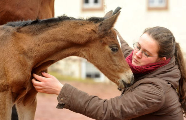 Trakehner Filly by Saint Cyr out of Pr. u. StPrSt. Karena by  Freudenfest - Foto: Beate Langels, Trakehner Gest t H melschenburg
