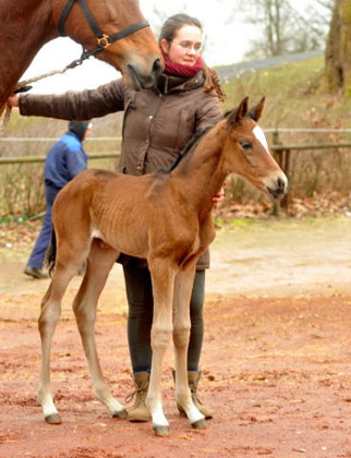 Trakehner Filly by Saint Cyr out of Pr. u. StPrSt. Karena by  Freudenfest - Foto: Beate Langels, Trakehner Gestt Hmelschenburg