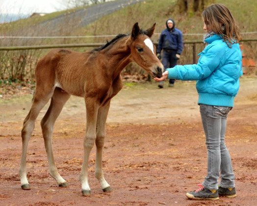 18 Stunden alt: Trakehner Stutfohlen von Saint Cyr u.d. Prmien- und Staatsprmienstute Karena v. Freudenfest - Foto: Beate Langels, Trakehner Gestt Hmelschenburg