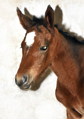 Trakehner Filly by Oliver Twist out of Premiummare Karena by Freudenfestt - Foto: Beate Langels, Trakehner Gestt Hmelschenburg