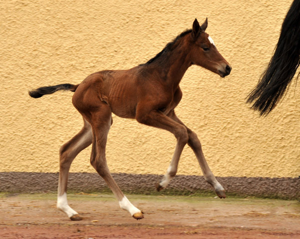 Trakehner Filly by Oliver Twist out of Premiummare Karena by Freudenfest - Foto: Beate Langels, Trakehner Gestt Hmelschenburg