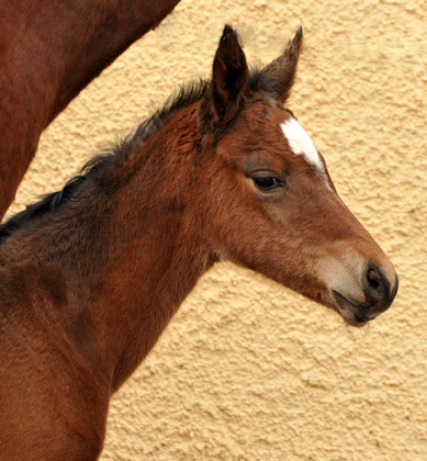 Trakehner Filly by Oliver Twist out of Premiummare Karena by Freudenfest - Foto: Beate Langels, Trakehner Gestt Hmelschenburg