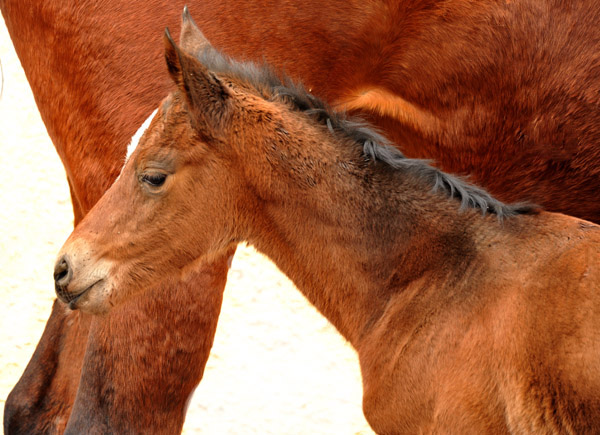 Trakehner Filly by Oliver Twist out of Premiummare Karena by Freudenfest - Foto: Beate Langels, Trakehner Gestt Hmelschenburg