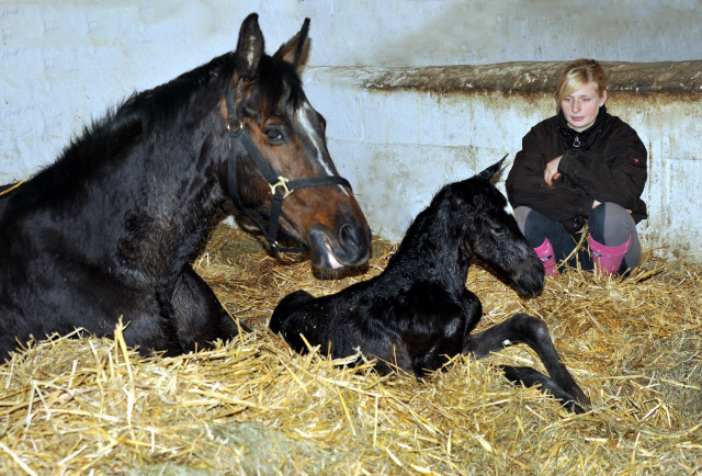 Hengstfohlen von Kostolany - Foto: Beate Langels