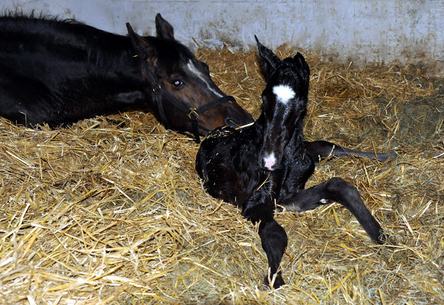 Trakehner colt by Kostolany out of Premiummare Schwalbenfeder by Summertime