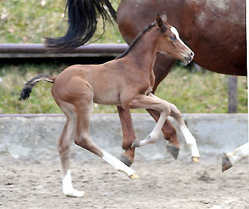 at the age of 3 days: Trakehner Filly by Singolo out of Pr. a. StPrSt. Klassic by Freudenfest u.d. Elitestute Kassuben v. Enrico Caruso  - Gestt Hmelschenburg - Beate Langels