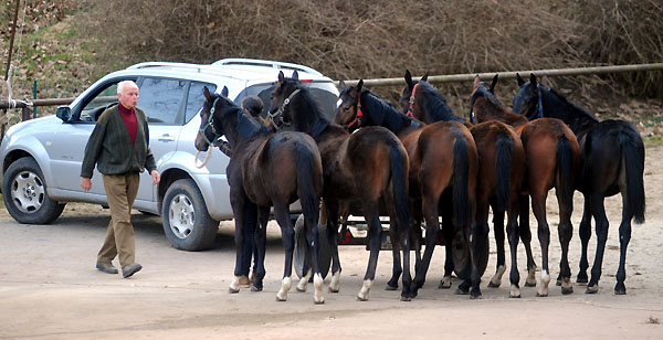 Die Jhrlinge kommen zurck zum Stall - Foto: Beate Langels - Trakehner Gestt Hmelschenburg