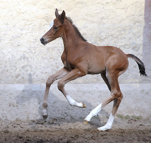 at the age of 3 days: Trakehner Filly by Singolo out of Pr. a. StPrSt. Klassic by Freudenfest u.d. Elitestute Kassuben v. Enrico Caruso - Gestt Hmelschenburg - Beate Langels