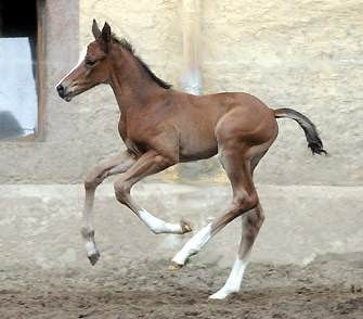 at the age of 3 days: Trakehner Filly by Singolo out of Pr. a. StPrSt. Klassic by Freudenfest u.d. Elitestute Kassuben v. Enrico Caruso  - Gestt Hmelschenburg - Beate Langels