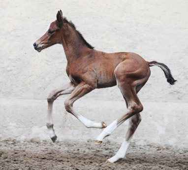 at the age of 3 days: Trakehner Filly by Singolo out of Pr. a. StPrSt. Klassic by Freudenfest out of Elitemare Kassuben by Enrico Caruso - Gest�t H�melschenburg - Beate Langels