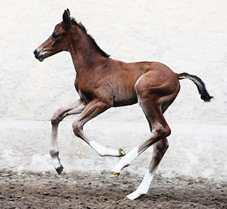 at the age of 3 days: Trakehner Filly by Singolo out of Pr. a. StPrSt. Klassic by Freudenfest u.d. Elitestute Kassuben v. Enrico Caruso - Gestt Hmelschenburg - Beate Langels