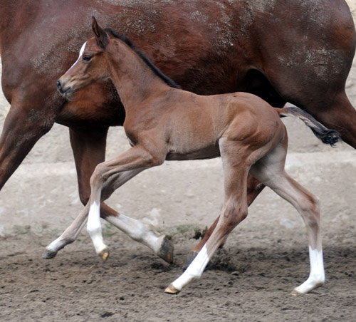 at the age of 3 days: Trakehner Filly by Singolo out of Pr. a. StPrSt. Klassic by Freudenfest u.d. Elitestute Kassuben v. Enrico Caruso - Gestt Hmelschenburg - Beate Langels