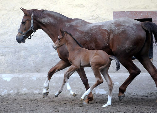 3 Tage alt: Stutfohlen von Singolo u.d. Pr. u. StPrSt. Klassic v. Freudenfest u.d. Elitestute Kassuben v. Enrico Caruso - Gestt Hmelschenburg - Beate Langels