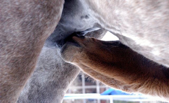 Trakehner Stutfohlen von Oliver Twist u.d. Teatime v. Summertime - Foto: Richard Langels - Trakehner Gestt Hmelschenburg