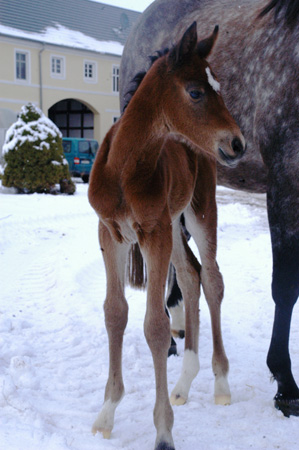 Trakehner Stutfohlen von Oliver Twist u.d. Teatime v. Summertime - Foto: Richard Langels - Trakehner Gestt Hmelschenburg