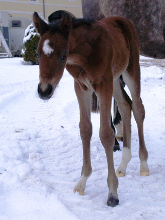 Trakehner Stutfohlen von Oliver Twist u.d. Teatime v. Summertime - Foto: Richard Langels - Trakehner Gestt Hmelschenburg