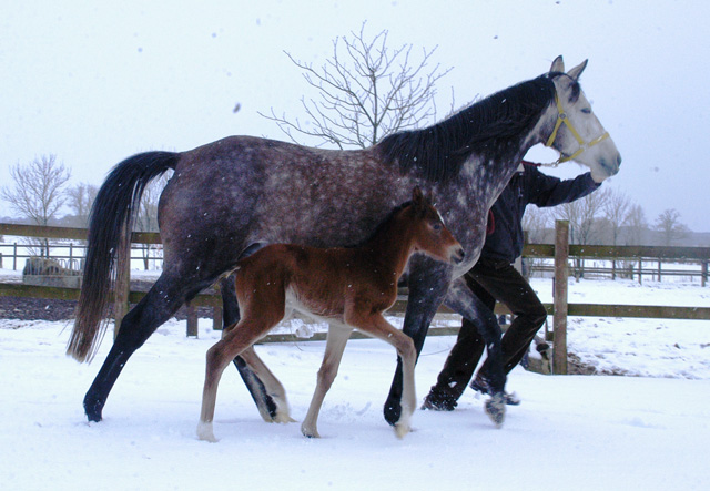 Trakehner Stutfohlen von Oliver Twist u.d. Teatime v. Summertime - Foto: Richard Langels - Trakehner Gestt Hmelschenburg