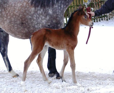 Trakehner Stutfohlen von Oliver Twist u.d. Teatime v. Summertime - Foto: Richard Langels - Trakehner Gestt Hmelschenburg