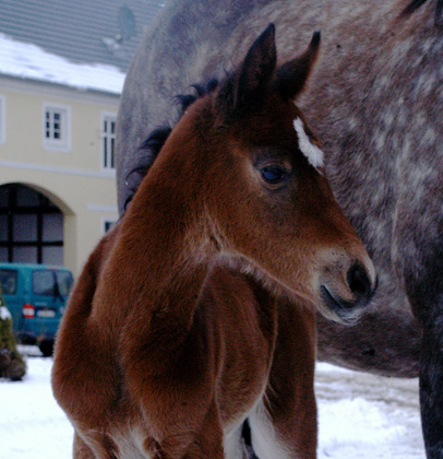 Trakehner Stutfohlen von Oliver Twist u.d. Teatime v. Summertime - Foto: Richard Langels - Trakehner Gestt Hmelschenburg