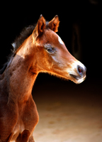 Oldenburger Filly by Sir Donnerhall out of
Schwalbendiva by Totilas - Gestt Hmelschenburg - Beate Langels