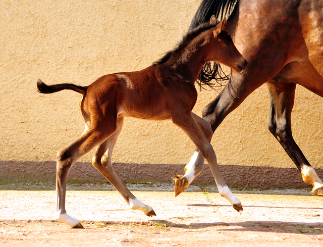 17 Stunden alt - Stutfohlen von Sir Donnerhall x Totilas - Trakehner Gestt Hmelschenburg - Foto: Beate Langels