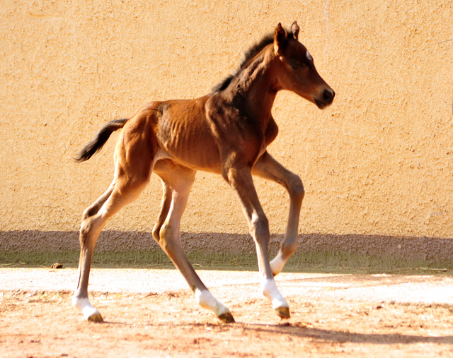 17 Stunden alt - Stutfohlen von Sir Donnerhall x Totilas - Trakehner Gestt Hmelschenburg - Foto: Beate Langels