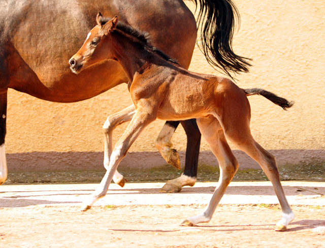 17 Stunden alt - Stutfohlen von Sir Donnerhall x Totilas - Trakehner Gestt Hmelschenburg - Foto: Beate Langels