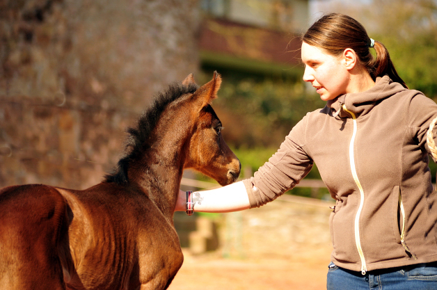 17 Stunden alt - Stutfohlen von Sir Donnerhall x Totilas - Trakehner Gestt Hmelschenburg - Foto: Beate Langels