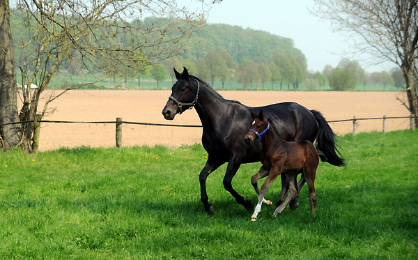 Elitestute Vicenza mit Hengstfohlen von Exclusiv - Foto: Beate Langels - Trakehner Gestt Hmelschenburg