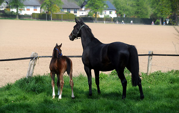 Elitestute Vicenza mit Hengstfohlen von Exclusiv - Foto: Beate Langels - Trakehner Gestt Hmelschenburg