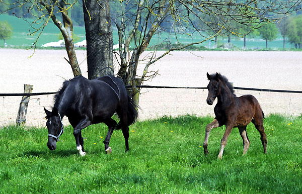 Vittoria von Exclusiv u.d. Elitestute Vicenza v. Showmaster mit Stutfohlen von Summertime - Foto: Beate Langels - Trakehner Gestt Hmelschenburg