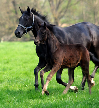 Prmien- u. Staatsprmienstute Vittoria mit Stutfohlen von Summertime Foto: Beate Langels - Trakehner Gestt Hmelschenburg