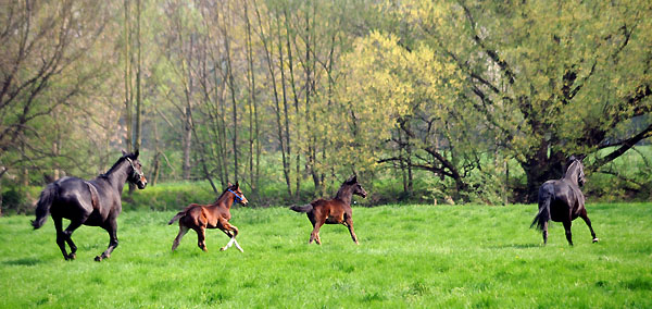  - Foto: Beate Langels - Trakehner Gestt Hmelschenburg