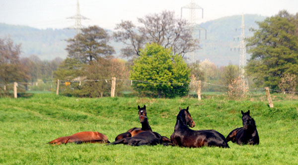 Weideaustrieb der zweijhrigen Trakehner Hengste - Foto: Beate Langels - Trakehner Gestt Hmelschenburg