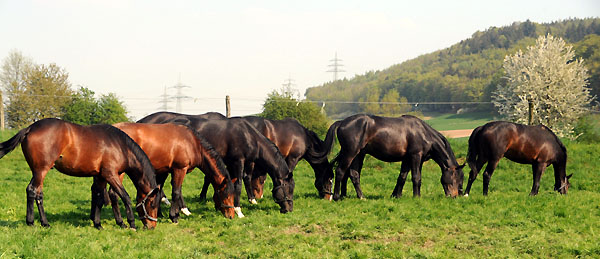 Weideaustrieb der zweijhrigen Trakehner Hengste - Foto: Beate Langels - Trakehner Gestt Hmelschenburg