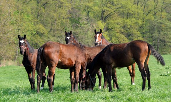 Jhrlingshengste im April 2011 - Foto: Beate Langels - Trakehner Gestt Hmelschenburg