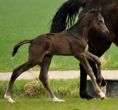 2 Tage alt: Oldenburger Stutfohlen von Saint Cyr - Foto: Bremeyer