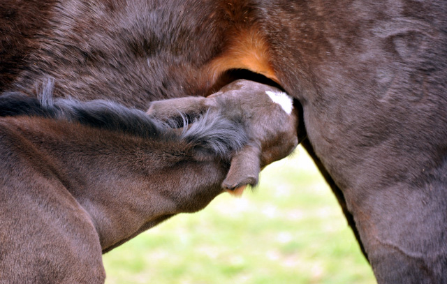 Oldenburger Stutfohlen von Saint Cyr u.d. Libelle v. Leopold u.d. Odette v. Dornbun, Foto: Beate Langels - Trakehner Gestt Hmelschenburg