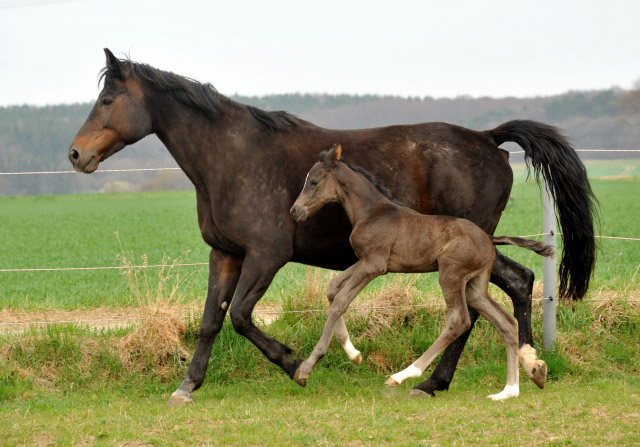 Oldenburger Stutfohlen von Saint Cyr u.d. Libelle v. Leopold u.d. Odette v. Dornbun, Foto: Beate Langels - Trakehner Gestt Hmelschenburg
